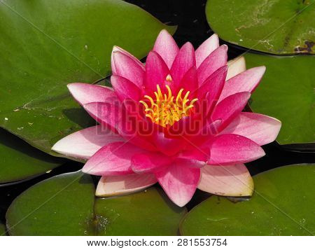 Dark Pink Water Lily On Lily Pad