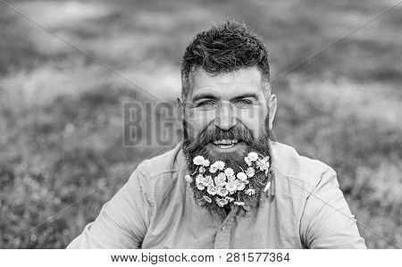 Man With Beard On Smiling Face Enjoy Life Without Allergy. Bearded Man With Daisy Flowers In Beard, 
