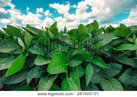 Green Soya Plants Growing In Cultivated Agricultural Field
