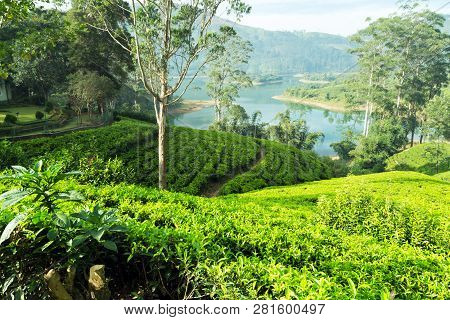 A Tea Plantation Hatton Near Nuwara Eliya In A Medium Altitude Area In Sri Lanka