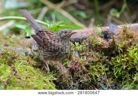 Dunnock Posing In Wet And Mossy Environment Neat A Water Pond In Forest