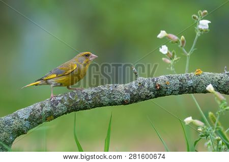 Male European Greenfinch Sitting On Lichen Perch With Small Field Flowers