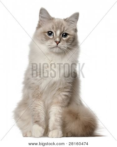 Gatto Ragdoll, 1 anno di età, seduta di fronte a sfondo bianco