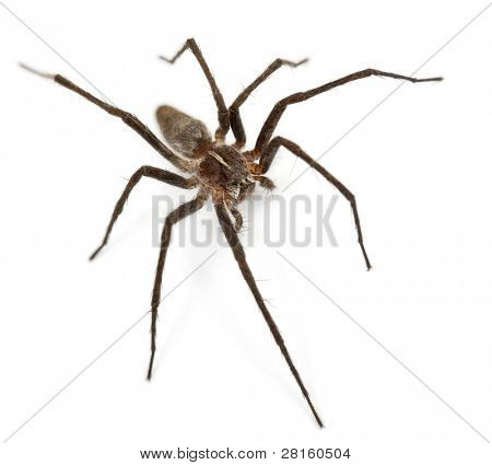 보육 웹 스파이더, Pisaura mirabillis 흰색 배경 앞