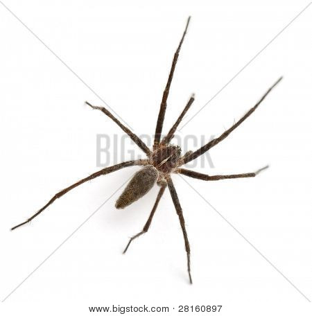 보육 웹 스파이더, Pisaura mirabillis 흰색 배경 앞