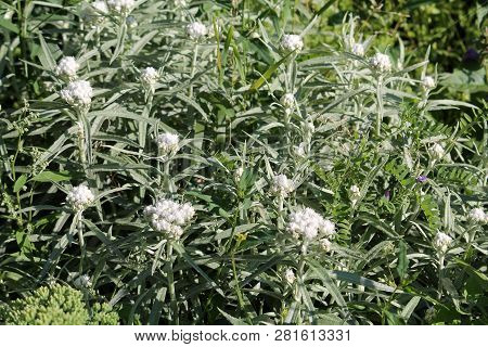 Flowering Of Western Pearly Everlasting Or Anaphalis Margaritacea In Garden. General View Of Group O