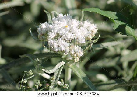 White Flowers Of Western Pearly Everlasting Or Anaphalis Margaritacea In Garden