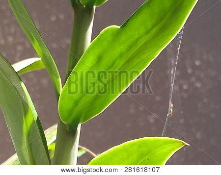 Decoração De Casa Com Planta E Teia De Aranha