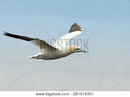 Close Up Of A Northern Gannet (morus Bassana) In Flight Against Blue Background In Noss, Shetland, U