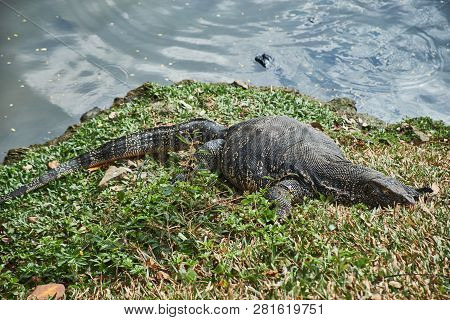 The Big Lizard Sleeps On The Bank Of The Lake. Kandy. Sri-lanka