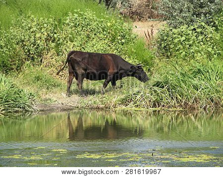 Black Cow Eating Grass On The Shore
