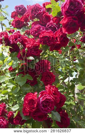 Photo Of Some Red Roses On A Shrub