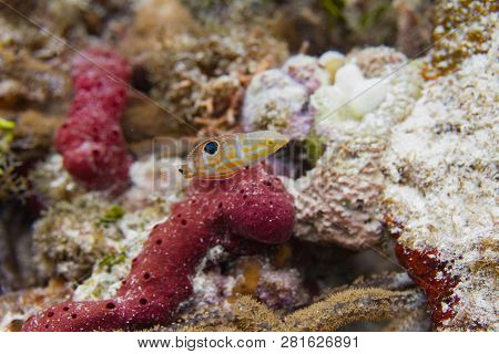 Puddingwife Wrasse On Coral Reef Off Duck Key, Florida Keys, Florida