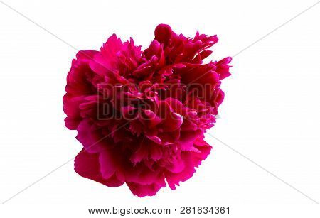Peony  Vermeil Flower Isolated On White Background
