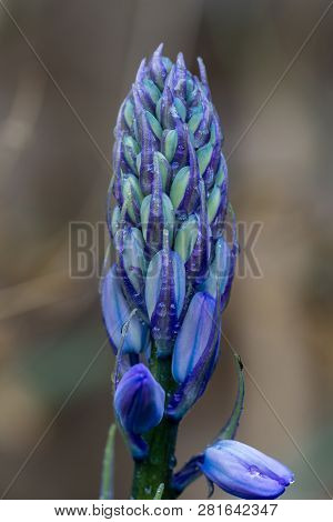 Close Up Of Bluebell Buds (hyacinthoides Non-scripta)