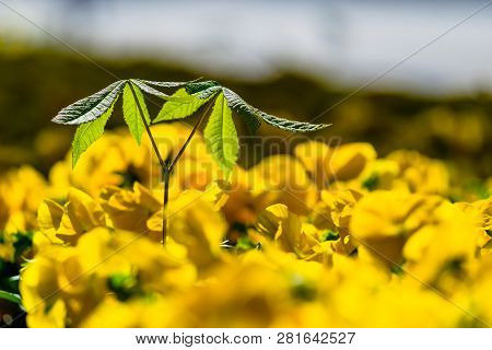 Chestnut (aesculus Hippocastanum) Sprout Among Yellow Garden Pansies Flowers (viola Wittrockiana) In