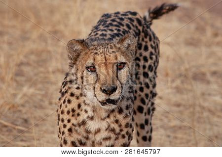 Portrait Of A Cheetah In Okonjima, Namibia