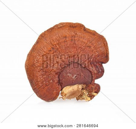 Ganoderma Lucidum Isolated On The White Background.