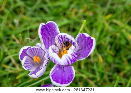 Close Up Of A Bumblebee Inside A Purple Striped Pickwick Crocus Flower