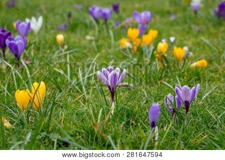 A Variety Of Blooming Spring Crocus Flowers