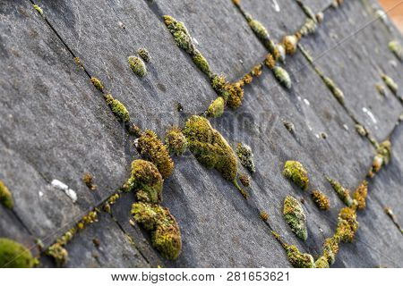 Green Moss And Algae On Slate Roof Tiles