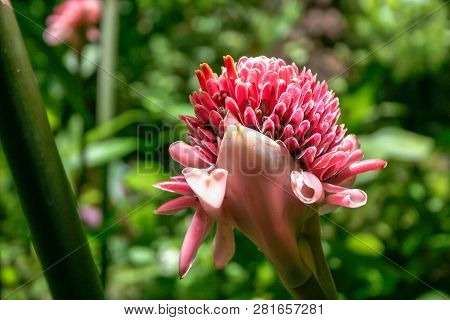 Torch Ginger