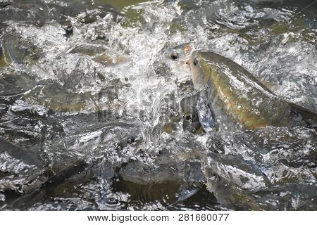 Big Mahseer Barb Hunting In The River