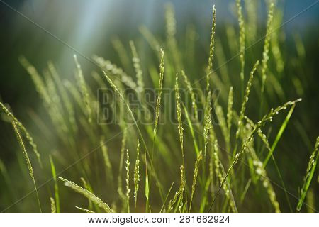 Fresh Green Grass Background. Closeup. Sun Light