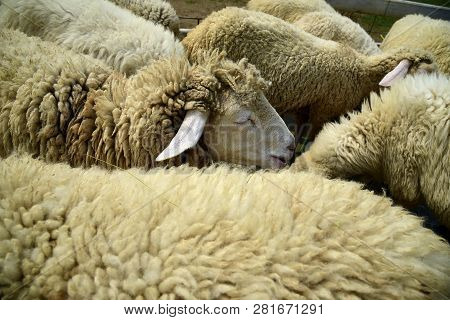 Sheep Eats Green Bush In The Pasture