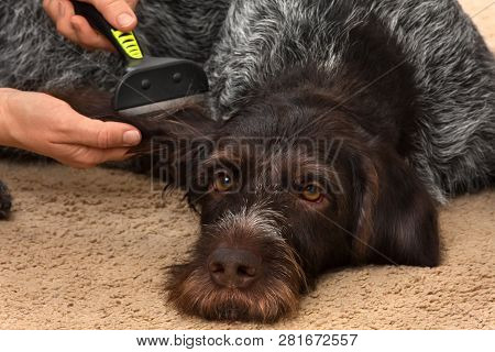 Female Hands With Furminator Combing Dog, Closeup