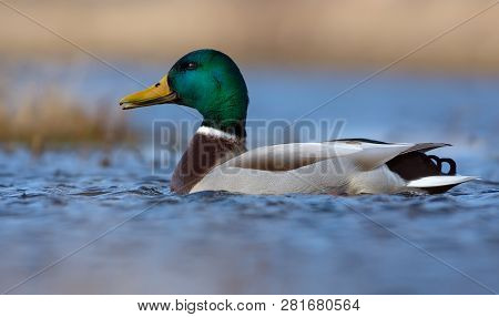 Male Mallard Swims With Open Beak As The Pecten Plates Can Be Seen On Blue Colored Water Of Small Ri
