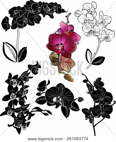Set Orchids Flowers It Is Isolated On A White Background