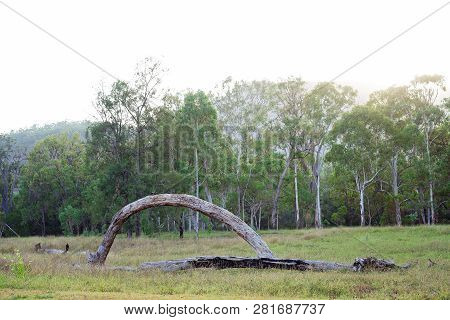 Anomaly Of Tree Growth With A Grey Bent Trunk In A Picturesque Australian Countryside
