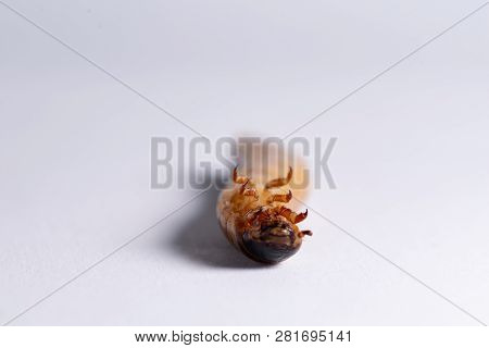 High Protein Food For Reptiles. Large Beetle Larva In Close-up.