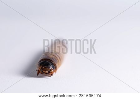 High Protein Food For Reptiles. Large Beetle Larva In Close-up.