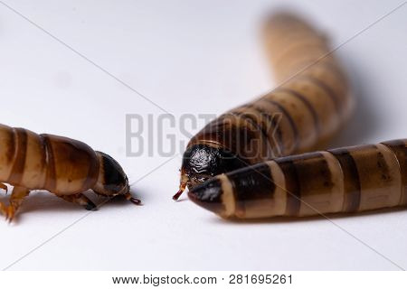 High Protein Food For Reptiles. Large Beetle Larva In Close-up.
