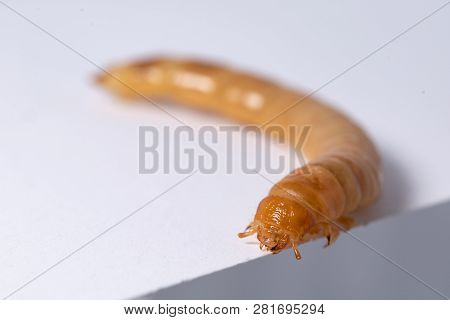 High Protein Food For Reptiles. Large Beetle Larva In Close-up.