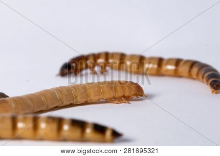 High Protein Food For Reptiles. Large Beetle Larva In Close-up.