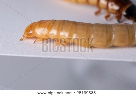 High Protein Food For Reptiles. Large Beetle Larva In Close-up.