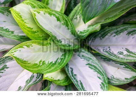 Aglaonema Silver Queen With A Small Number Of Green Areas On The Leaves