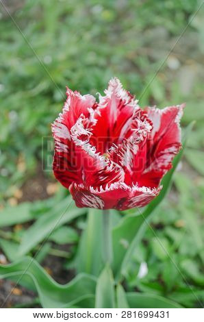 Pink And White Tulip Rembrandt With Terry Petals