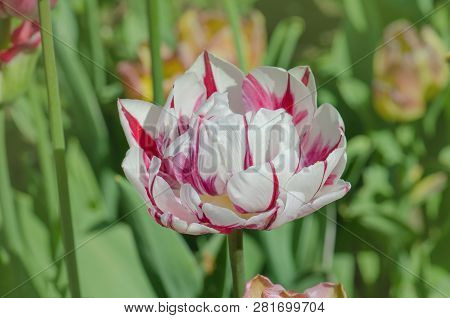 Carnaval De Nice Tulip