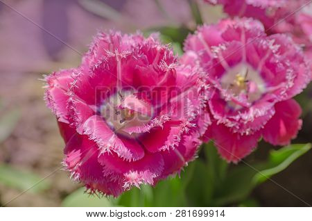 Terry Fringed Tulip Mascotte In Garden