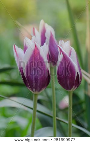 Tulip  Flower Fontainebleau