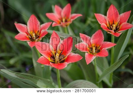 Spring Garden With  Striped Pink And White Tulips