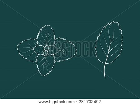 Summer Fresh Mint Leaves Icon. Floral Element.