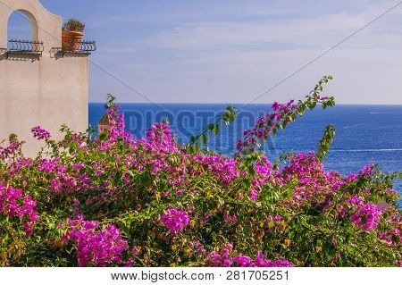 Beautiful Flowering Plant Of Bouganville On The Tyrrhenian Sea