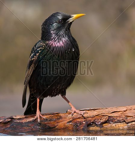 Shiny Common Starling Posing Near A Waterpond