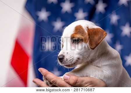 American Independence Day Concept, Cute Puppy Jack Russell Terrirer In Male Hands Pose In Front Of T