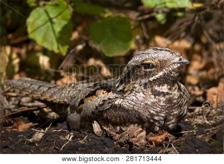 European Nightjar Art Of Camouflage On The Ground
